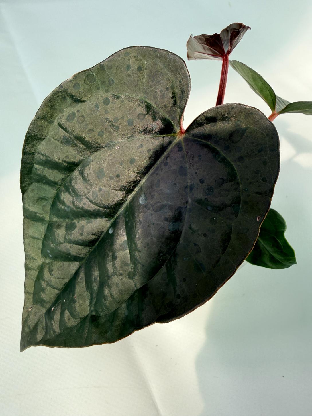 Anthurium Ace of Spades x Luxurians 02