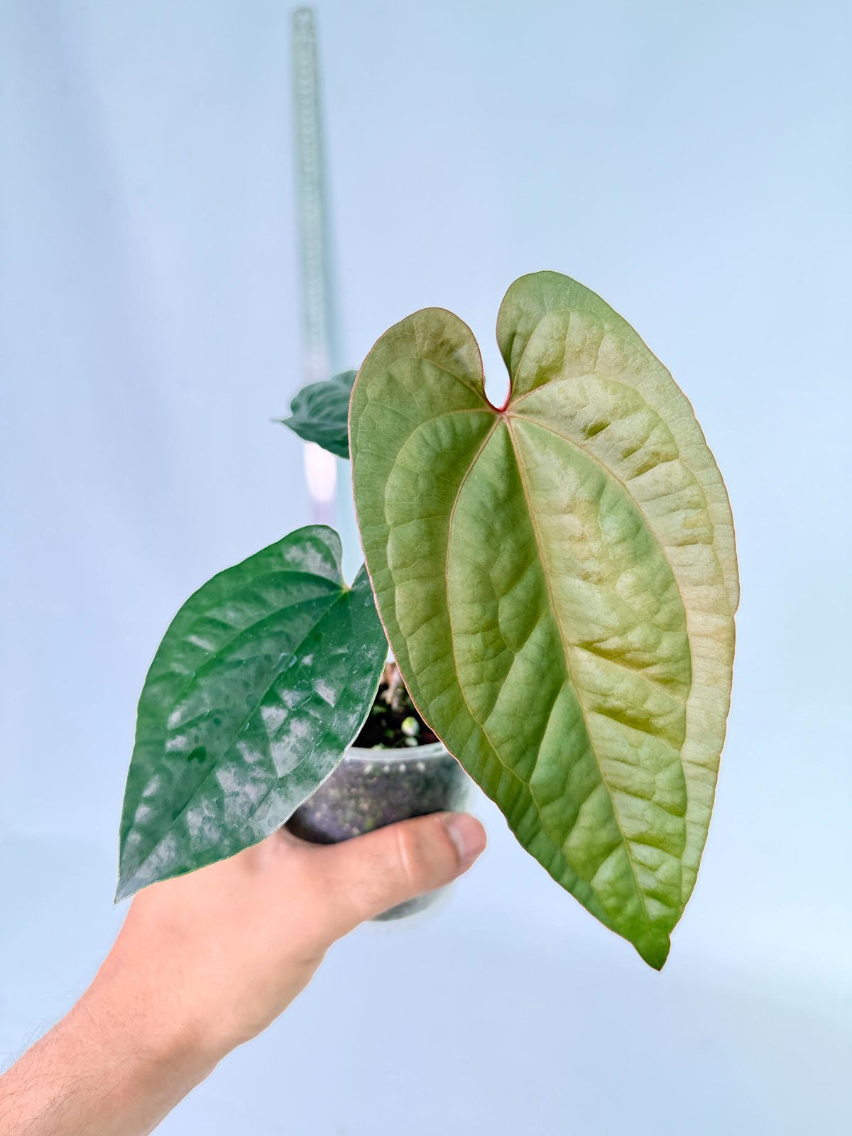 Anthurium Ace of Spades x Luxurians 2