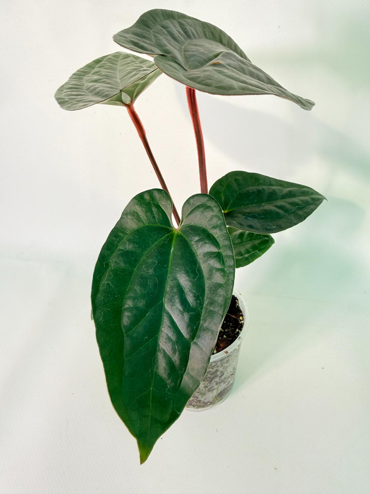 Anthurium Ace of Spades x Luxurians 01