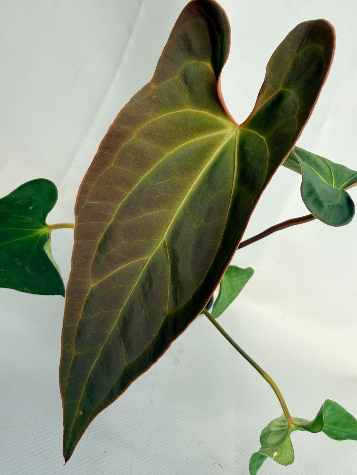 Anthurium Besseae hybrid 02