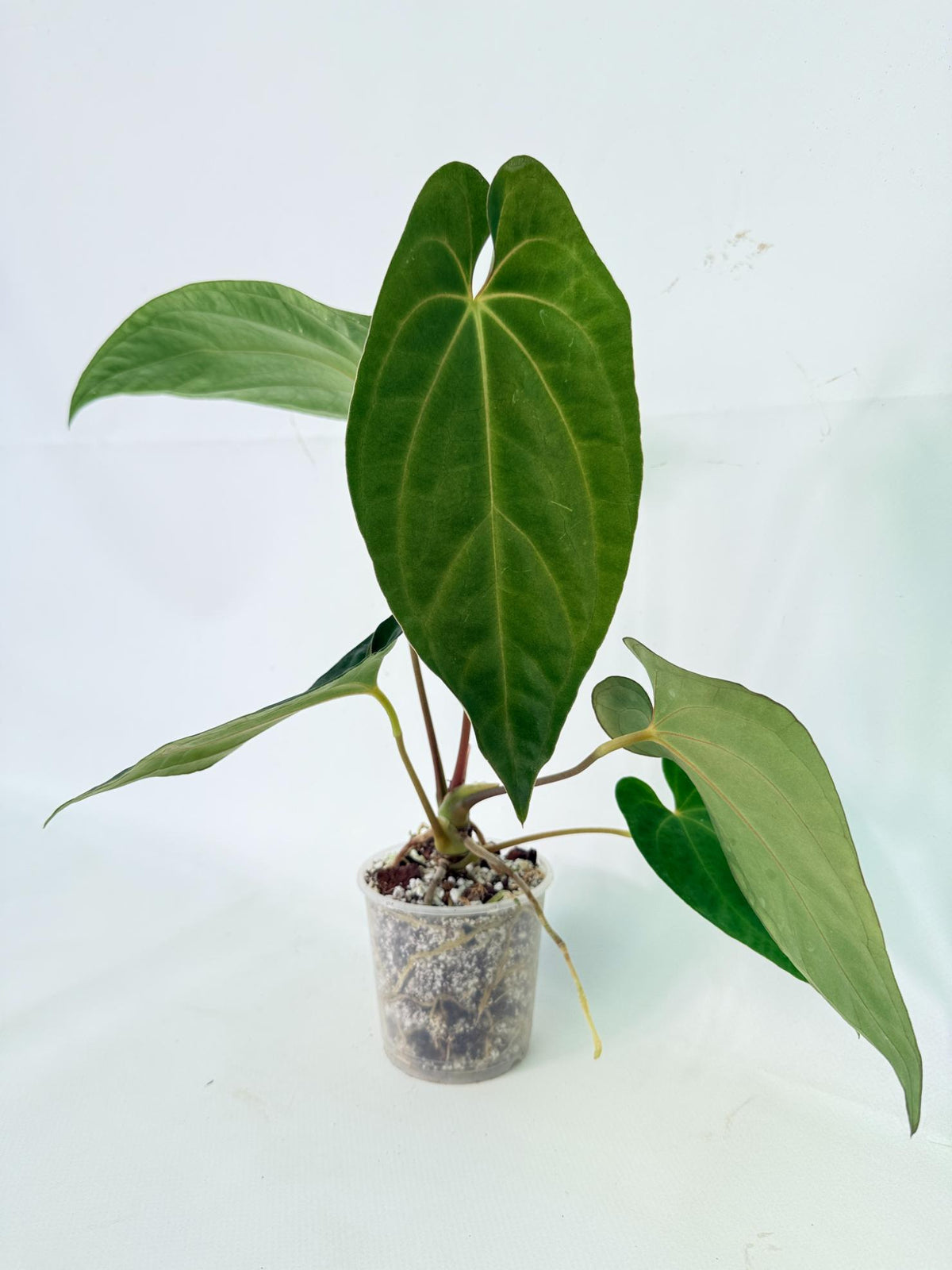 Anthurium Besseae hybrid 02