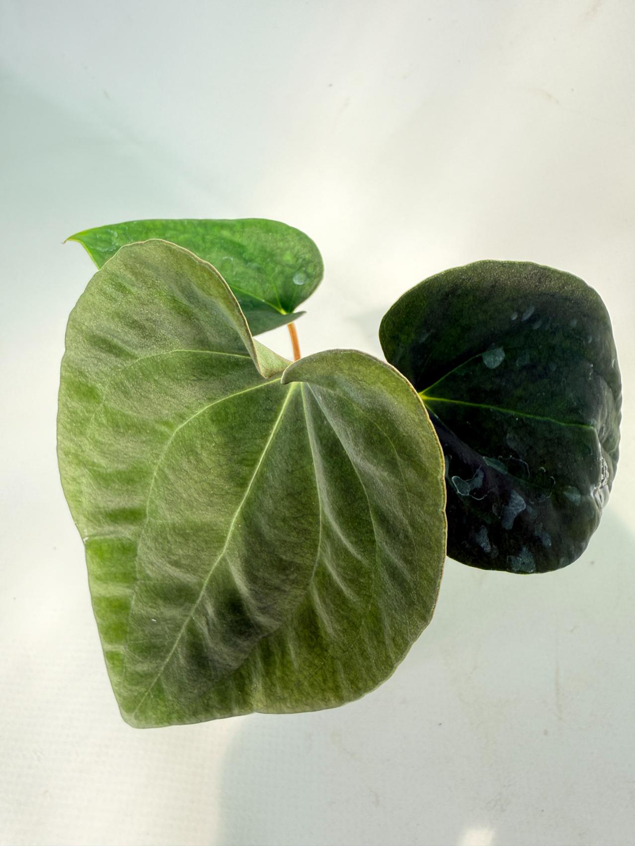 Anthurium Black Magic 02