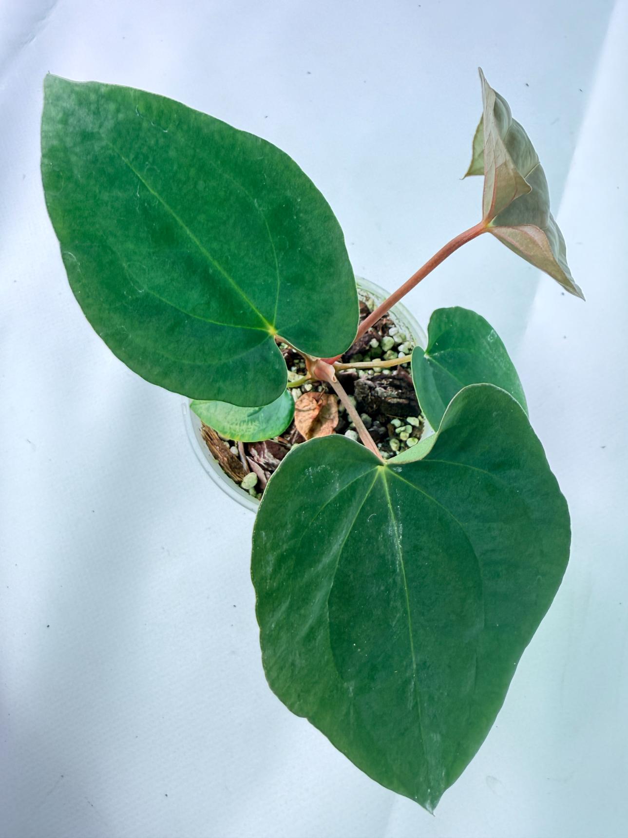 Anthurium Black Magic 02