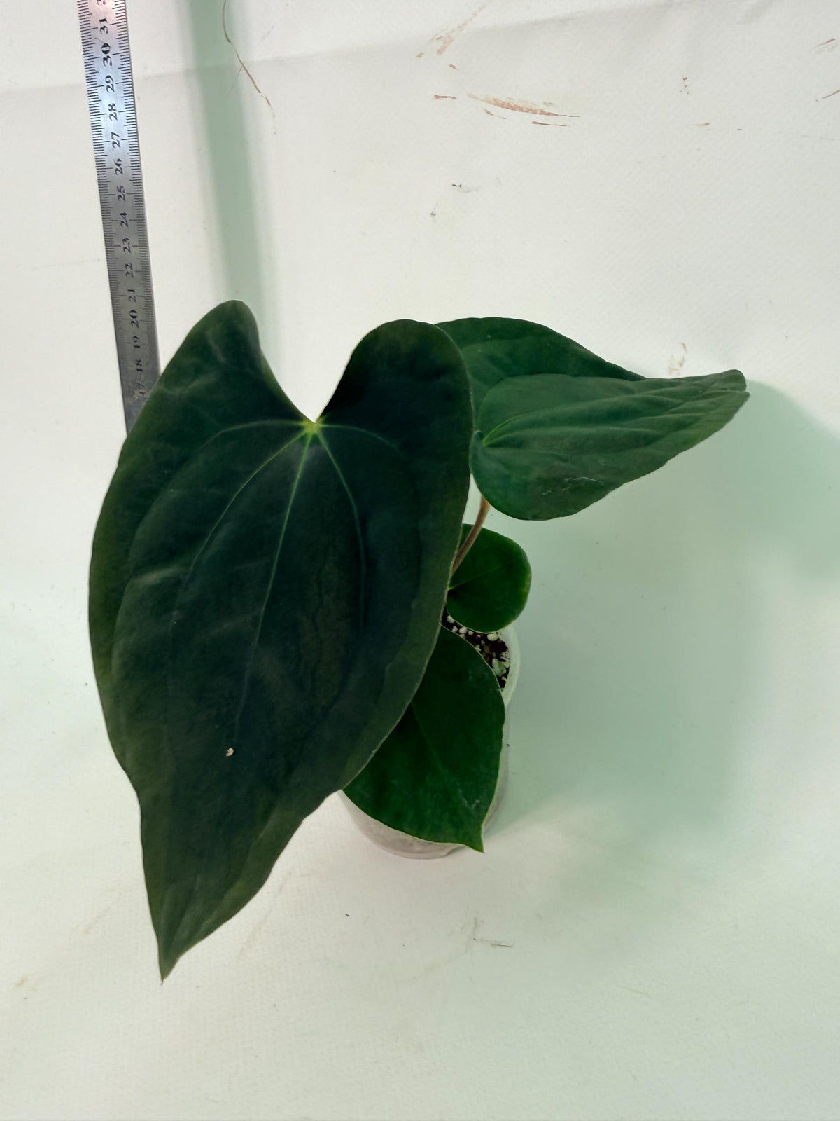 Anthurium Black Magic 1