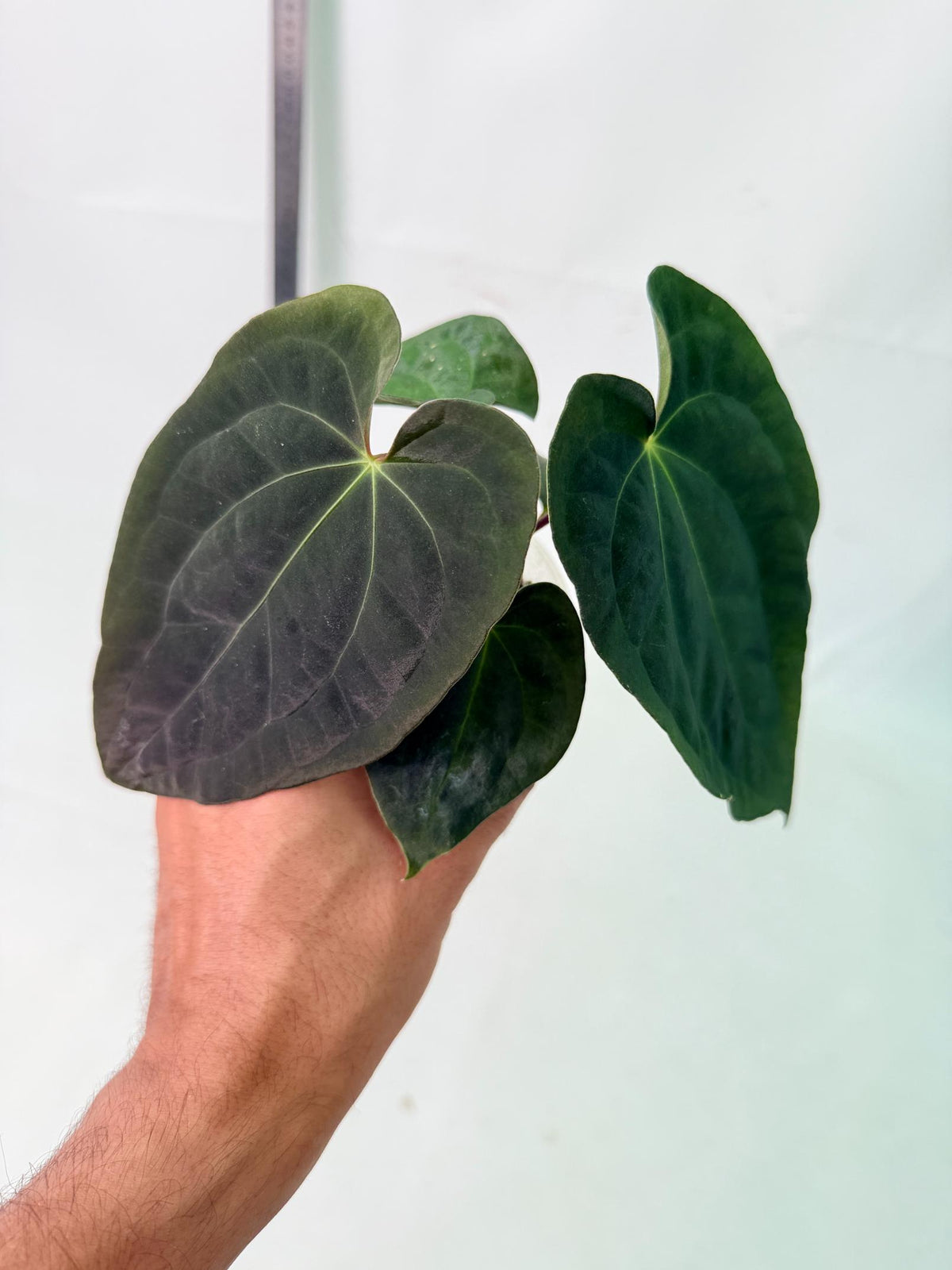Anthurium Black Magic 2