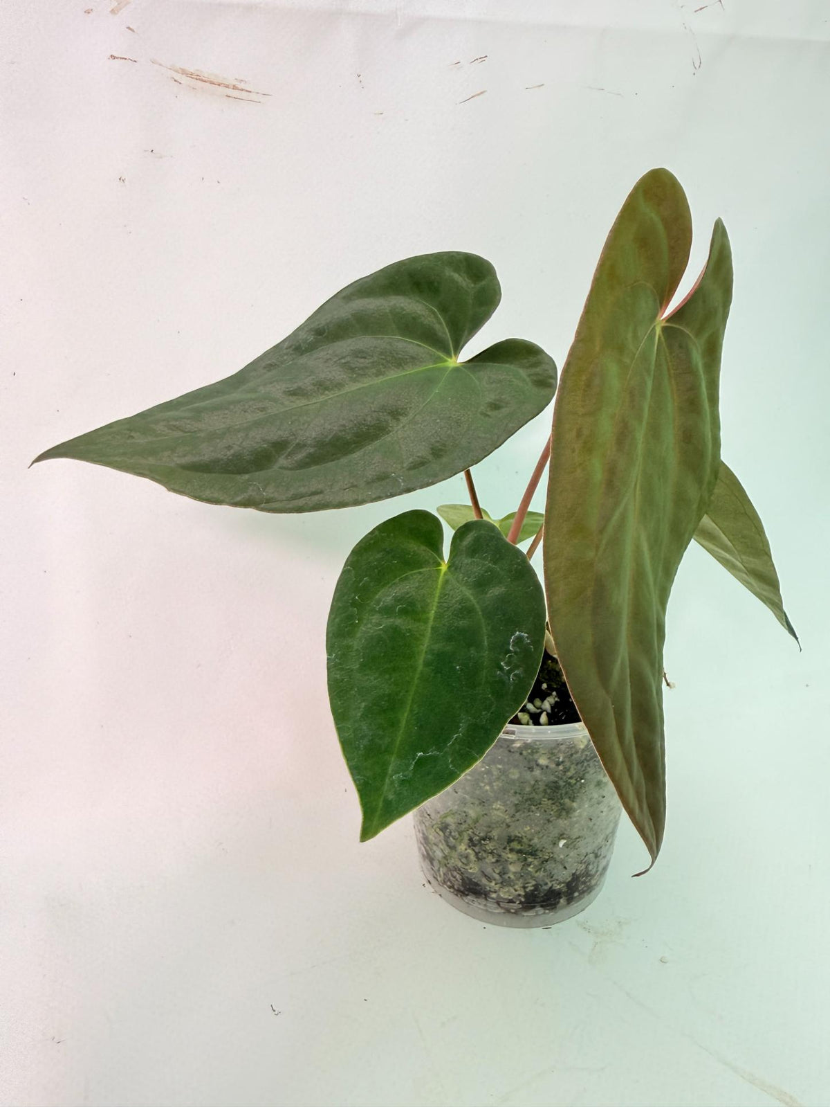 Anthurium Black Magic 02