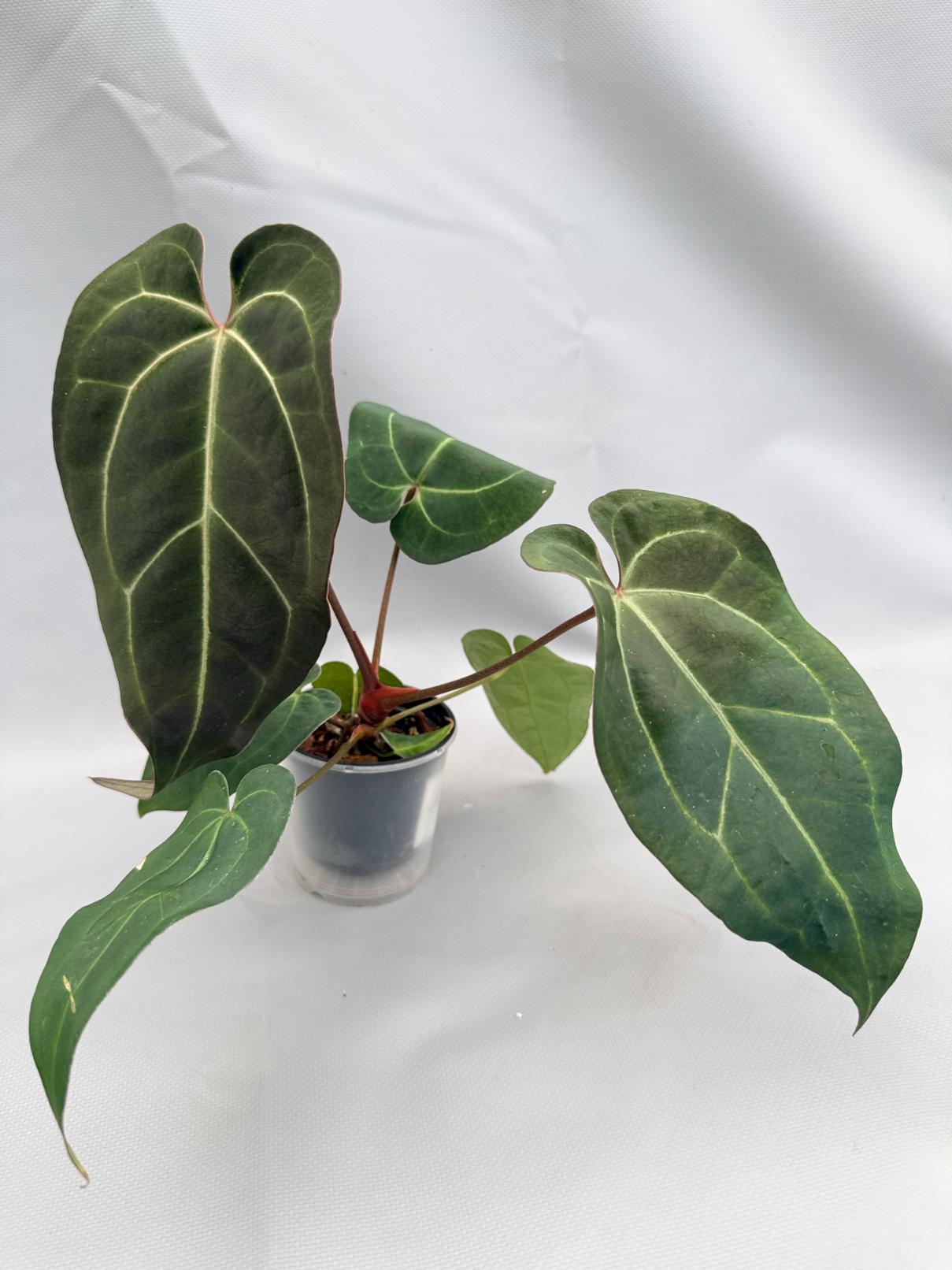anthurium black crystallinum Anthurium Crystallinum DARK FORM