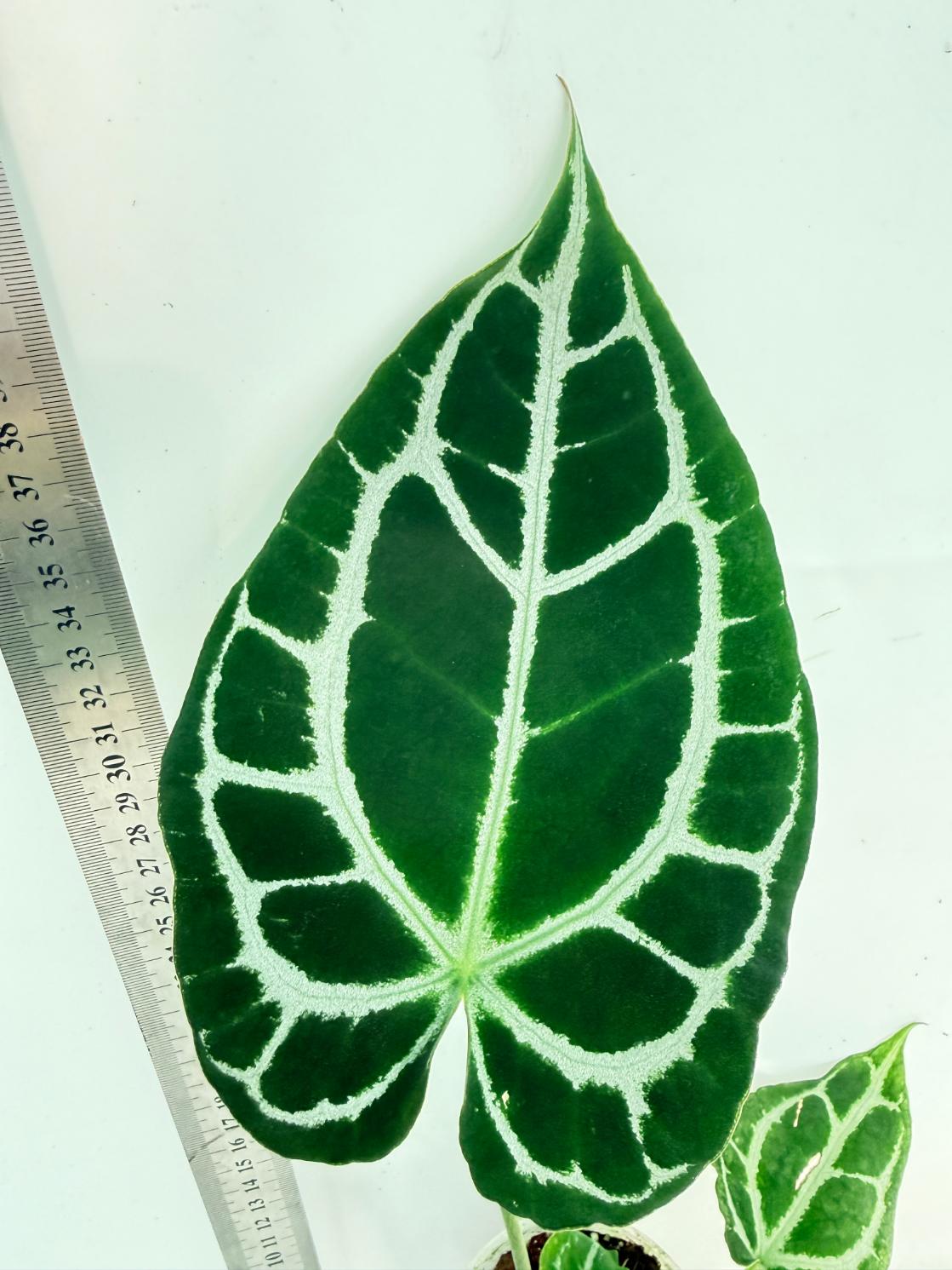 Anthurium Crystallinum South America 2