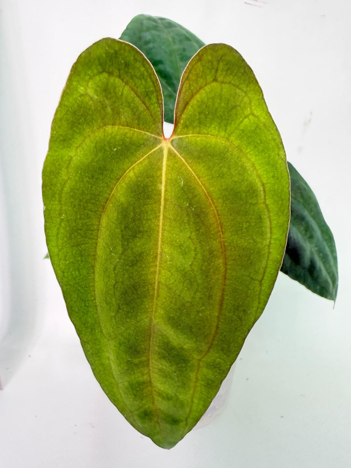 Anthurium Dark Phoenix 1