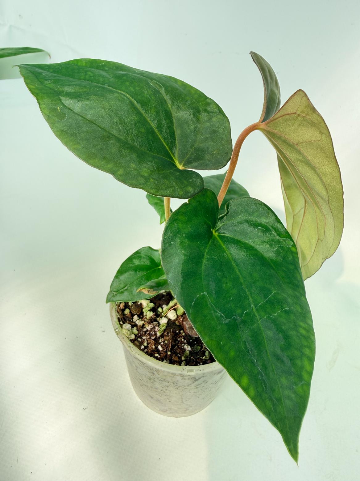 Anthurium Dressleri Golden x Papillilaminum Fort Sherman 02
