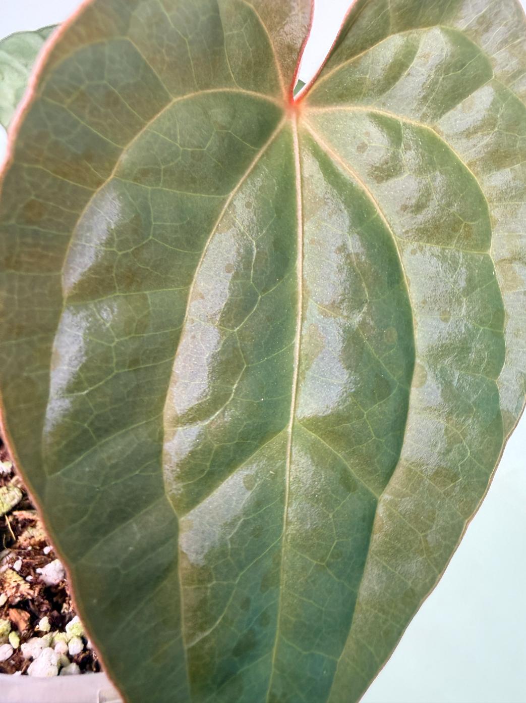 Anthurium Forgetii x Luxurians 2