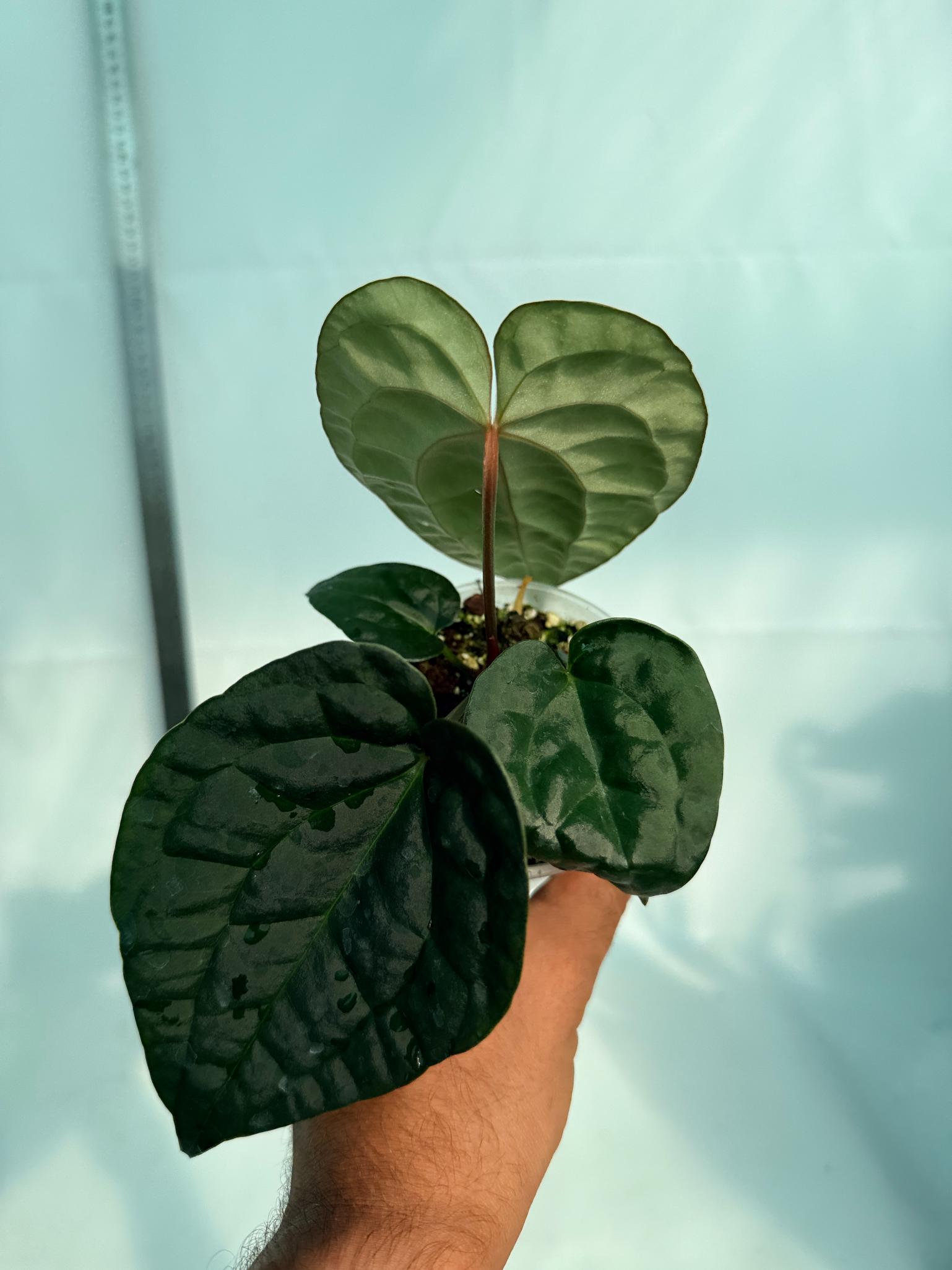 Anthurium Forgetii x Luxurians 1
