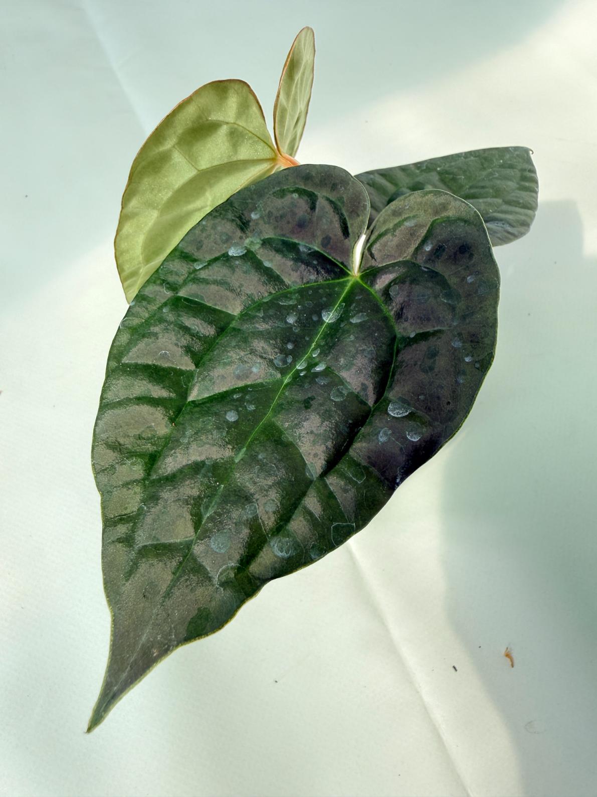 Anthurium Forgetii x Luxurians 02