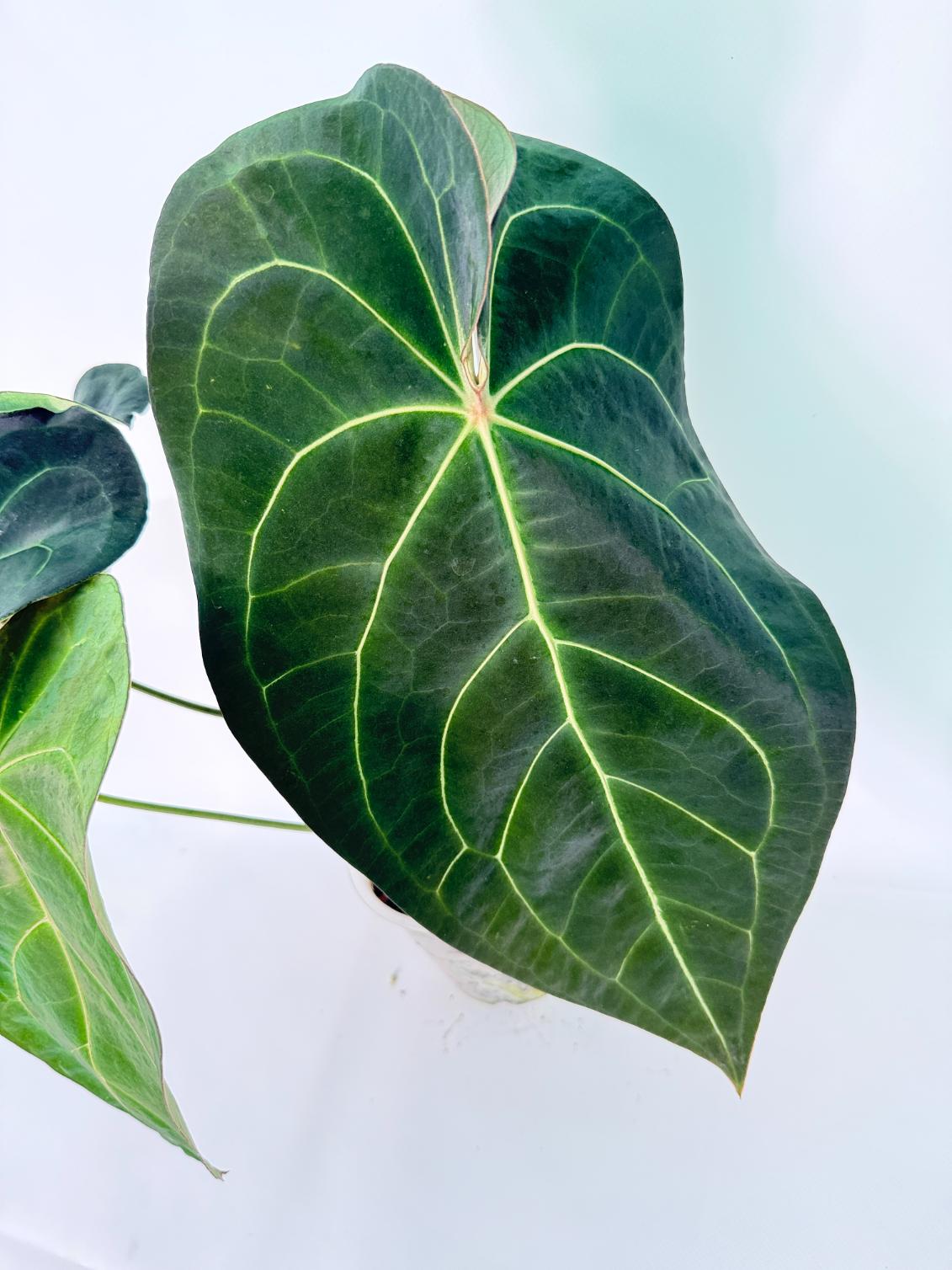 Anthurium Forgetii x Regale XL 02