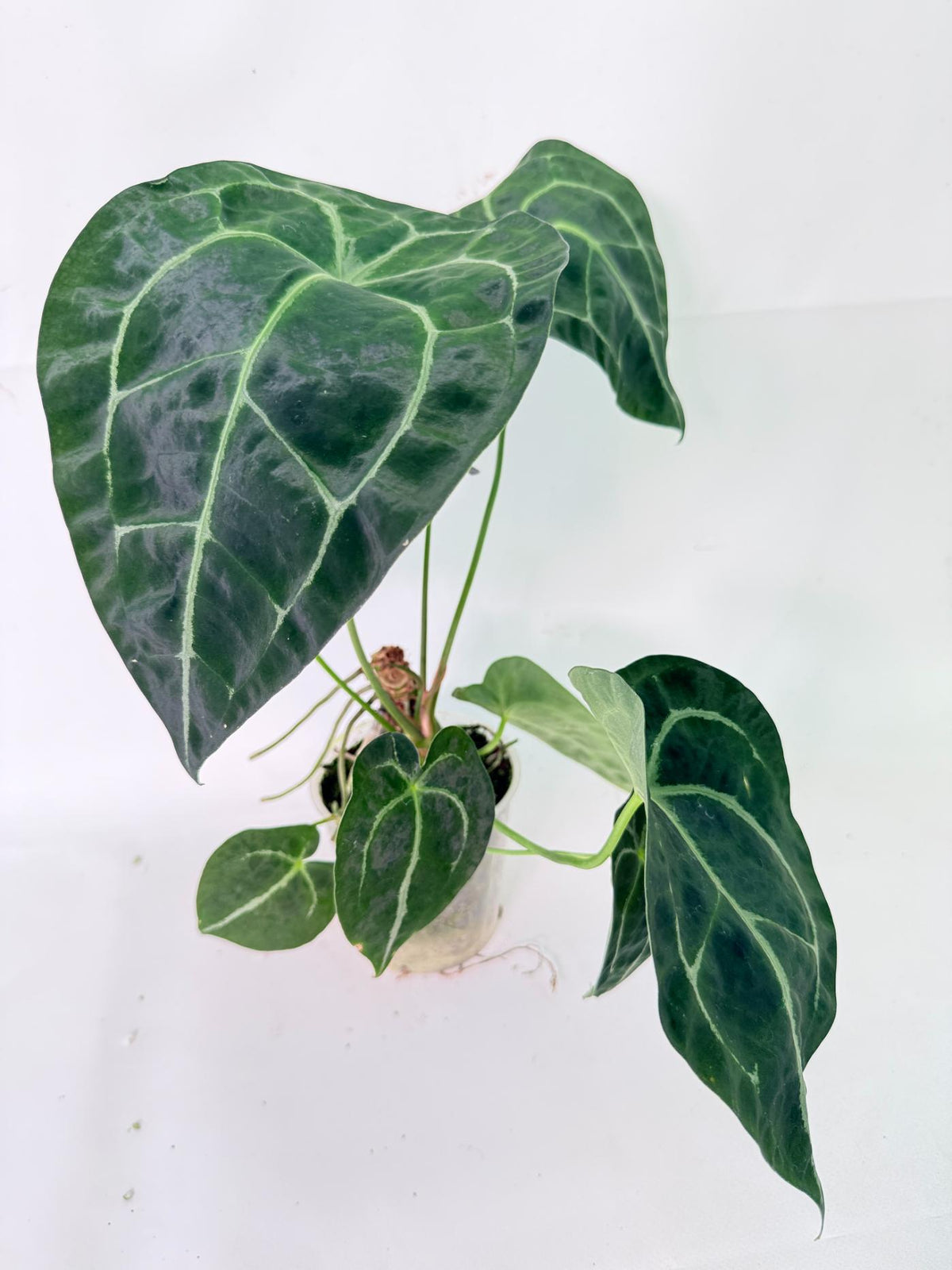 Anthurium Forgetii x Regale XL 01