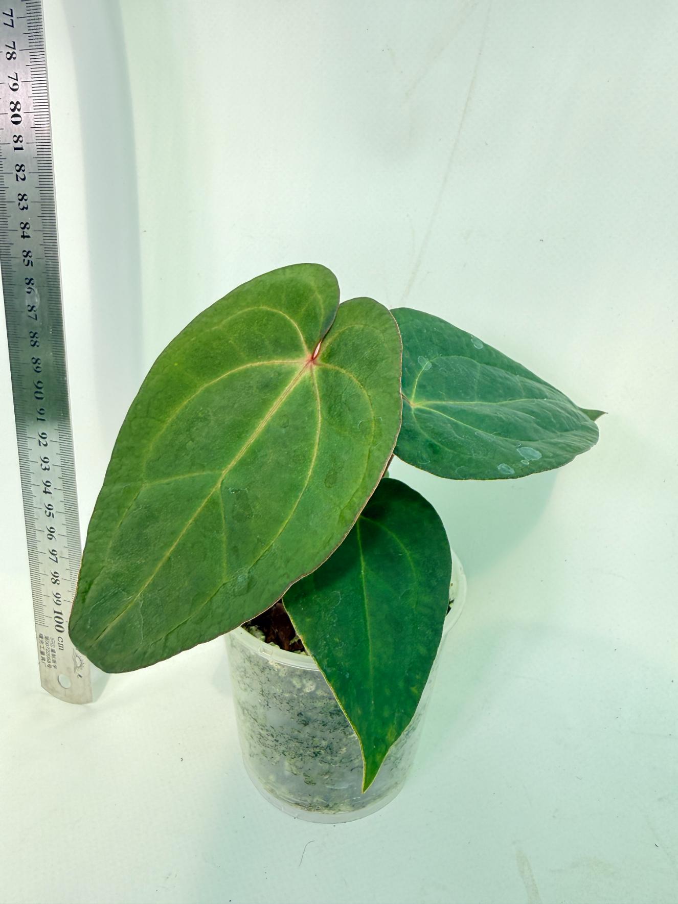 Anthurium KOS Hybrid x Crystallinum Crackin Veins