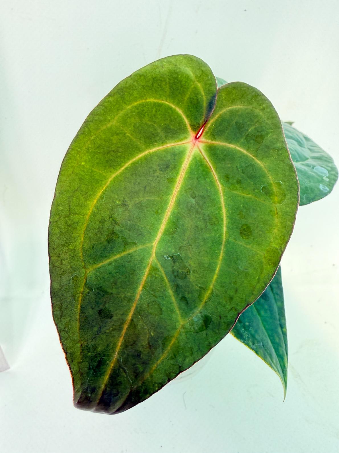 Anthurium KOS Hybrid x Crystallinum Crackin Veins 2