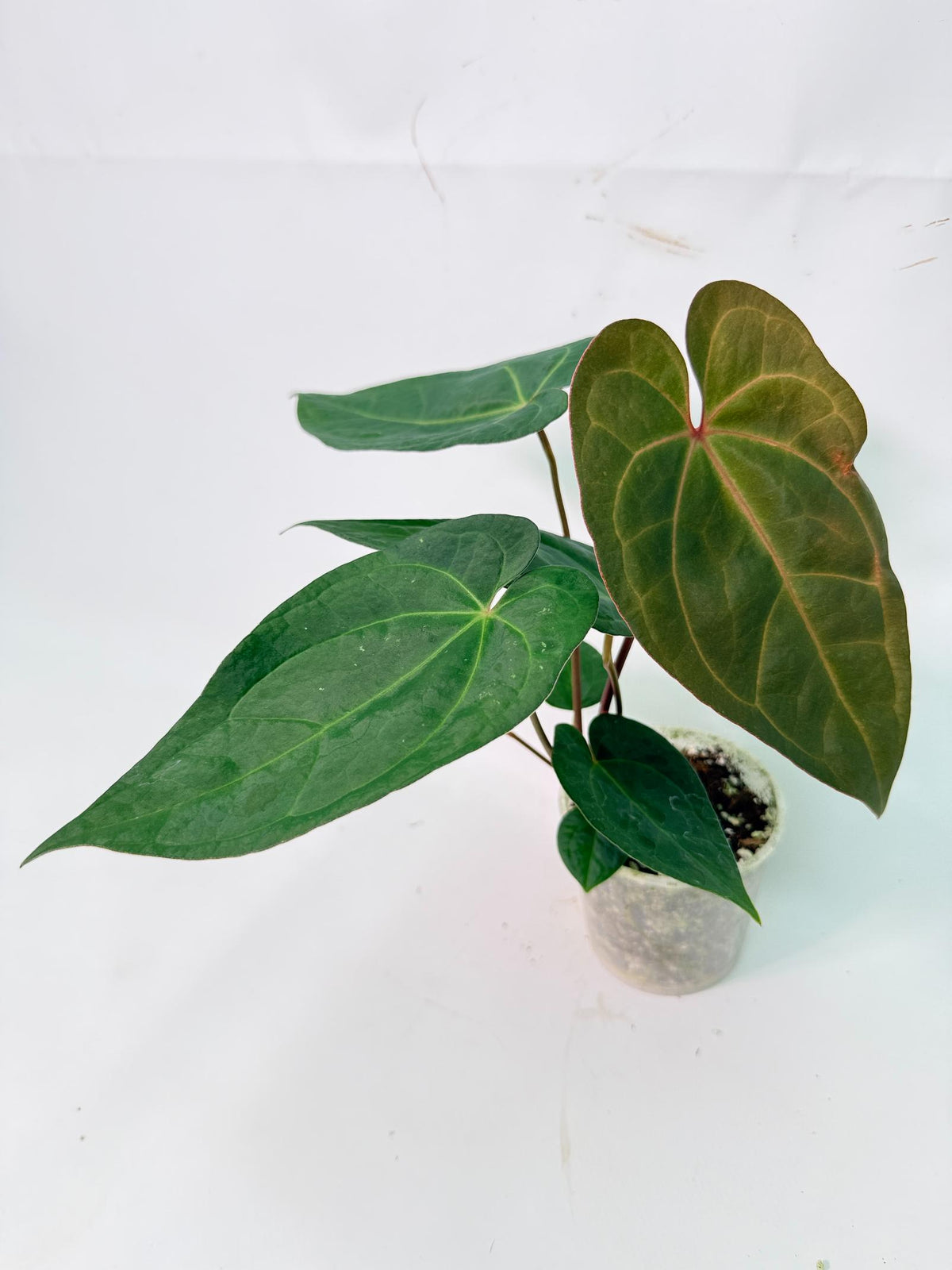 Anthurium KOS Hybrid x Crystallinum Crackin Veins 01
