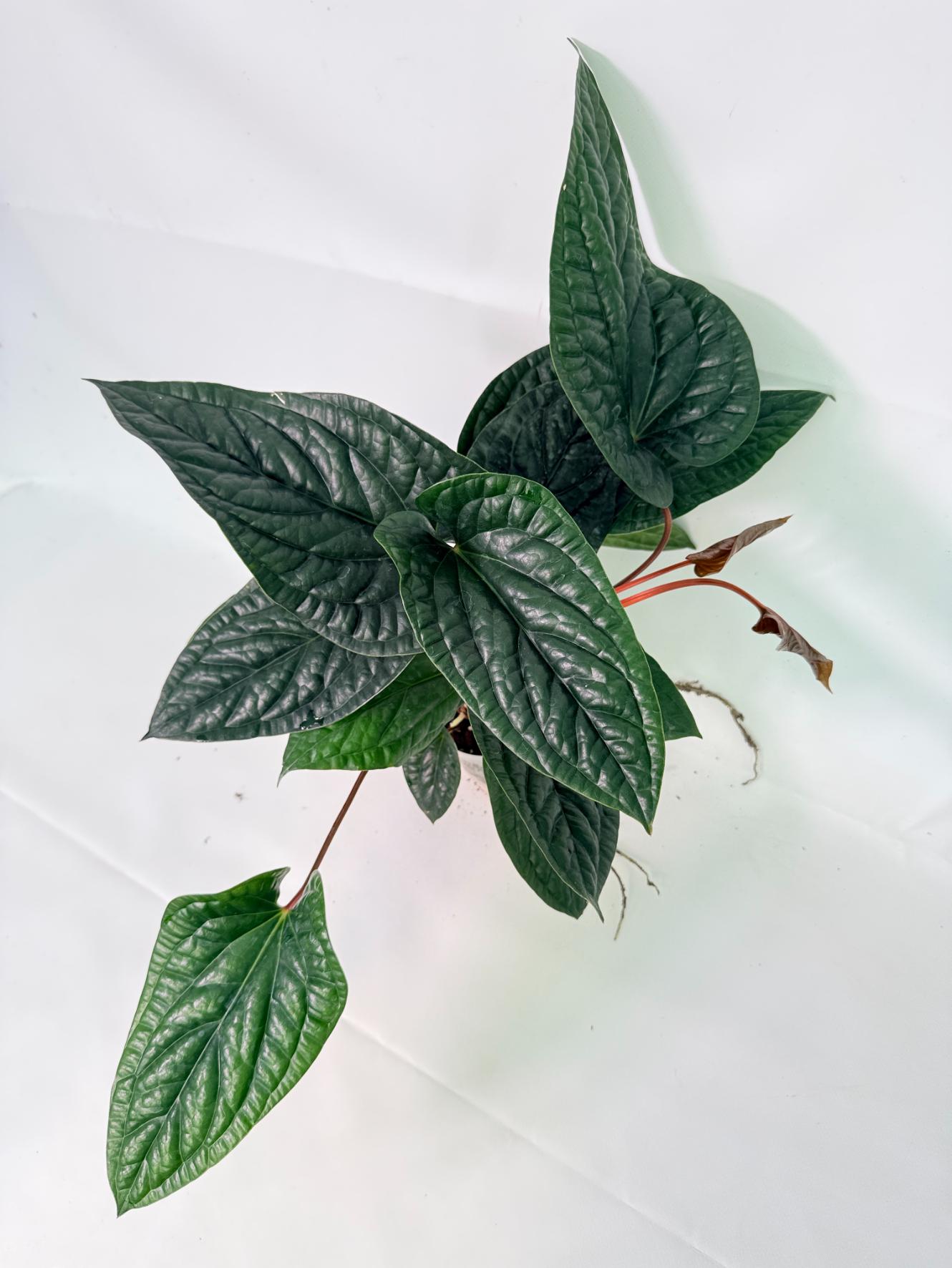 Anthurium Luxurians x Radicans XL 02