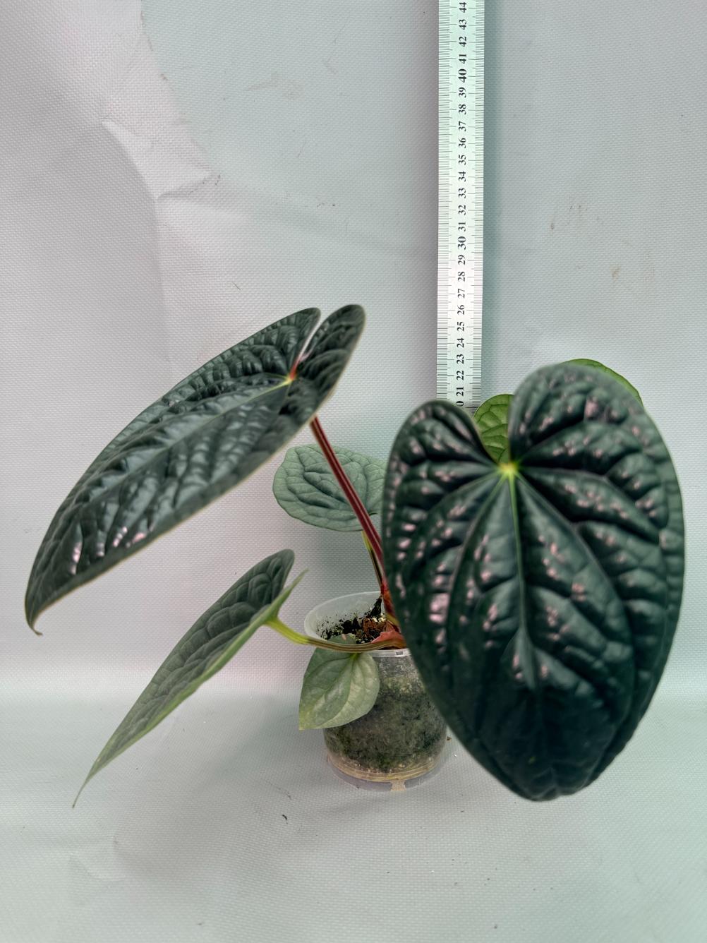 Anthurium Luxurians 02