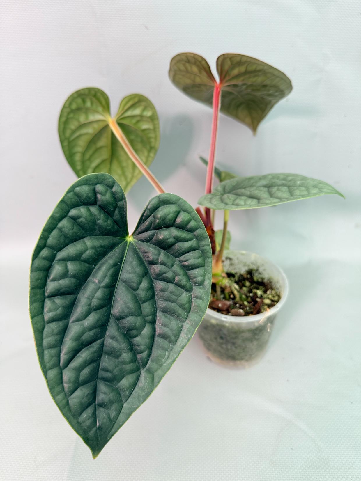 anthurium luxurians Anthurium Luxurians