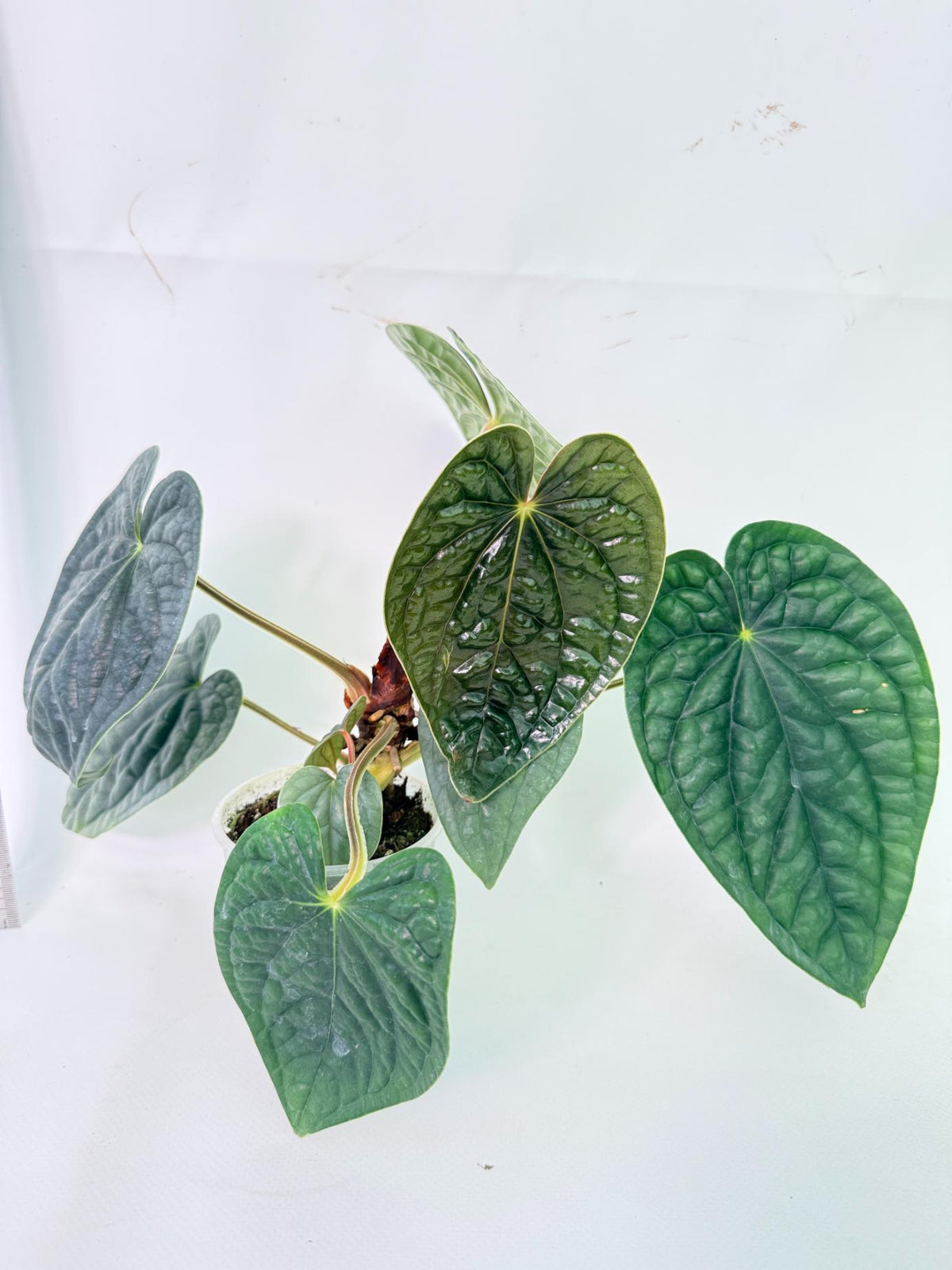 Anthurium Luxurians 2