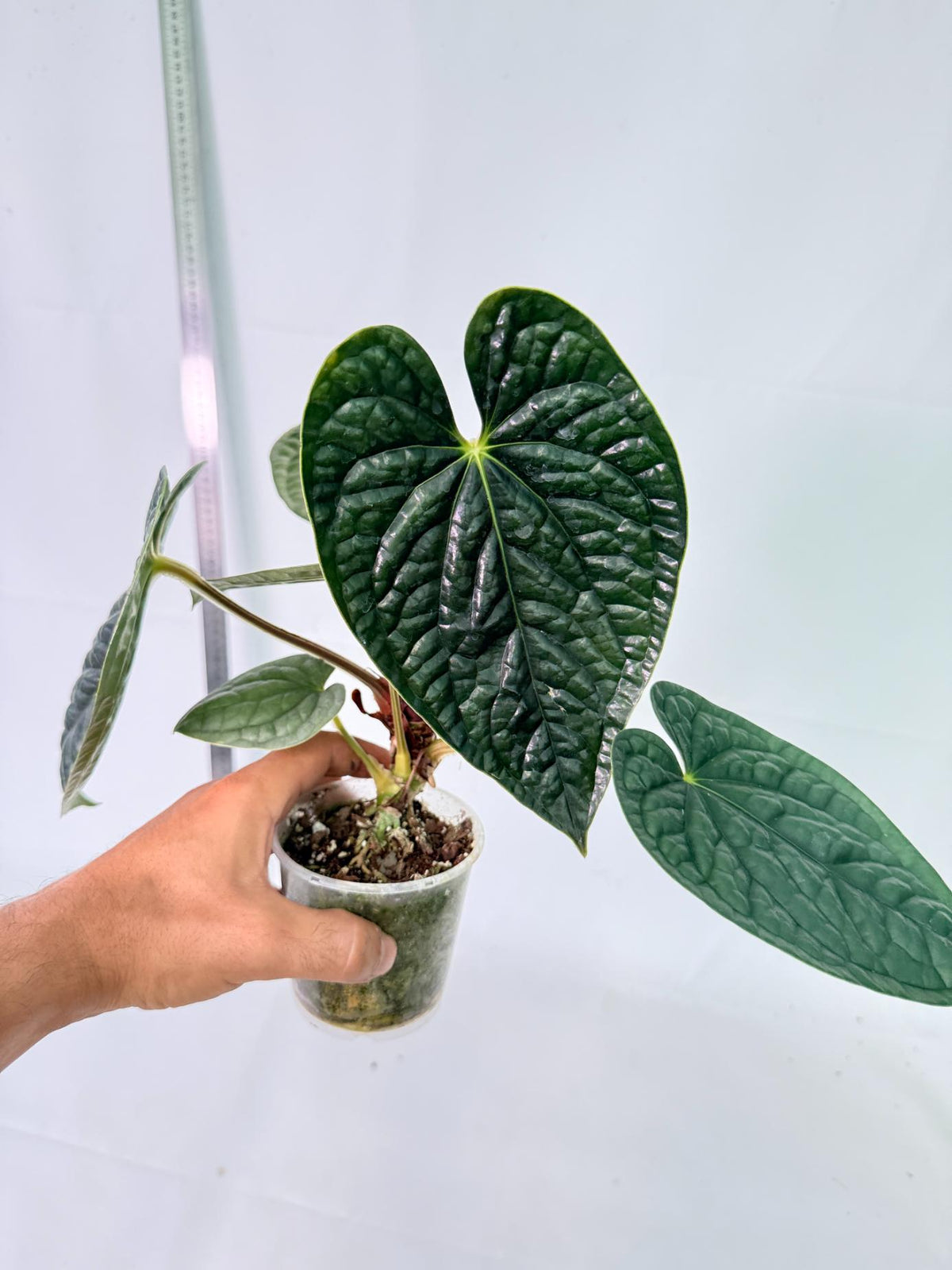 Anthurium Luxurians 2