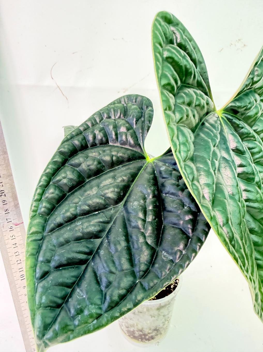 Anthurium Luxurians 3