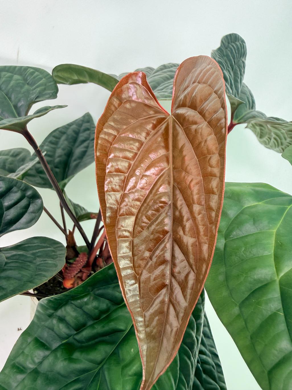 Anthurium Luxurians x Radicans XL 2