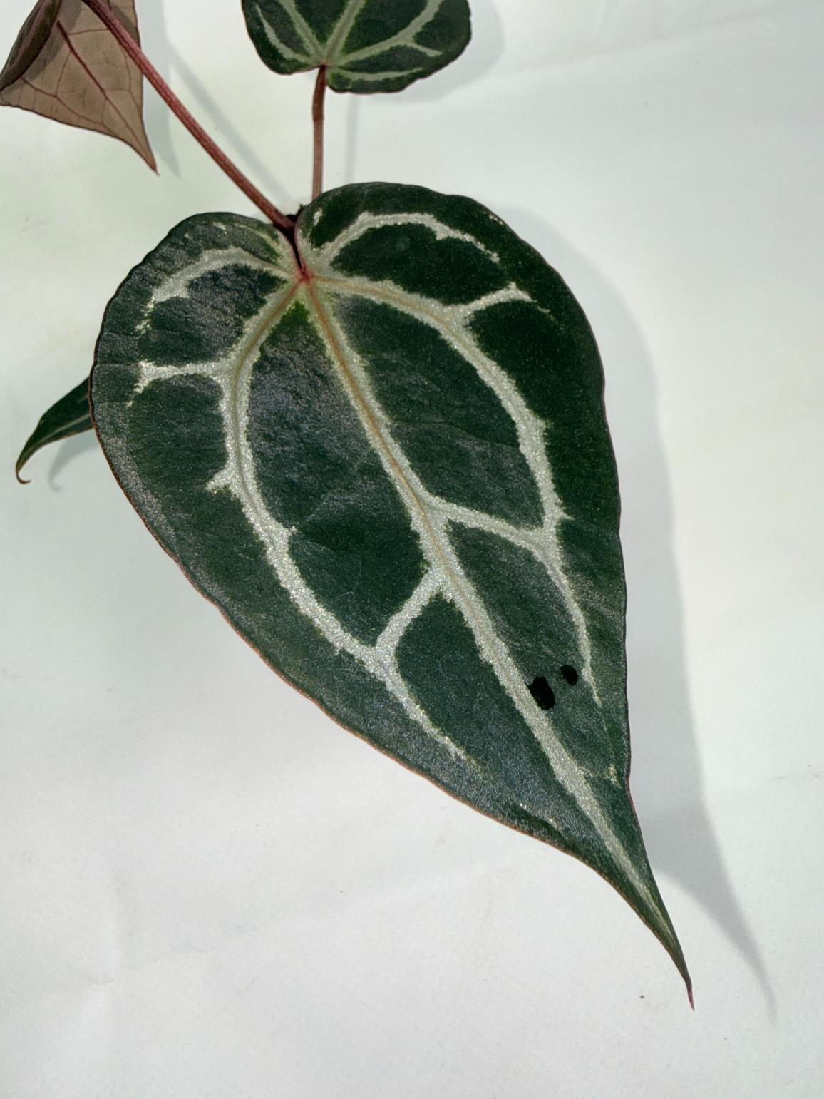 Anthurium Michelle 02