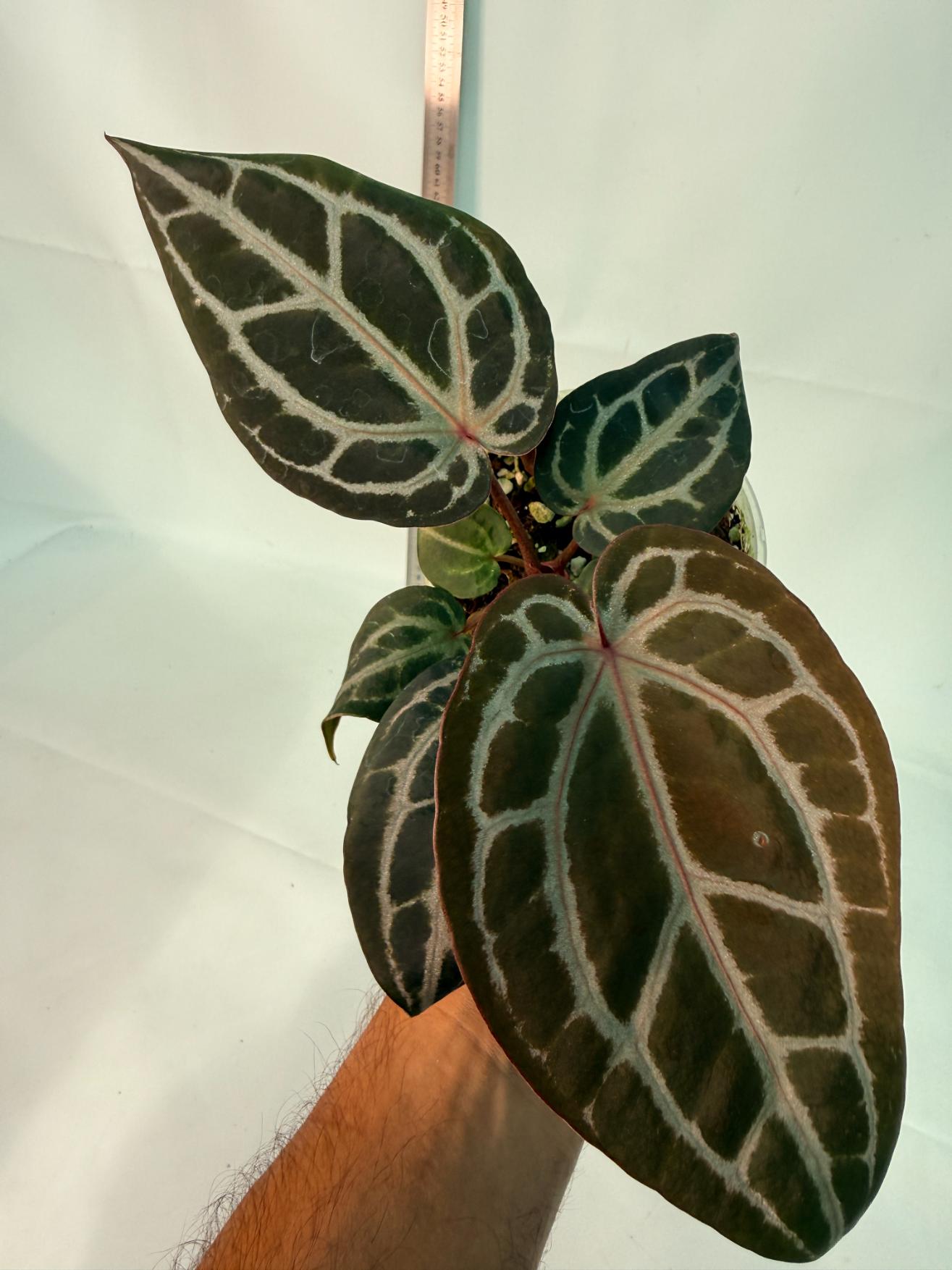 Anthurium Michelle 2