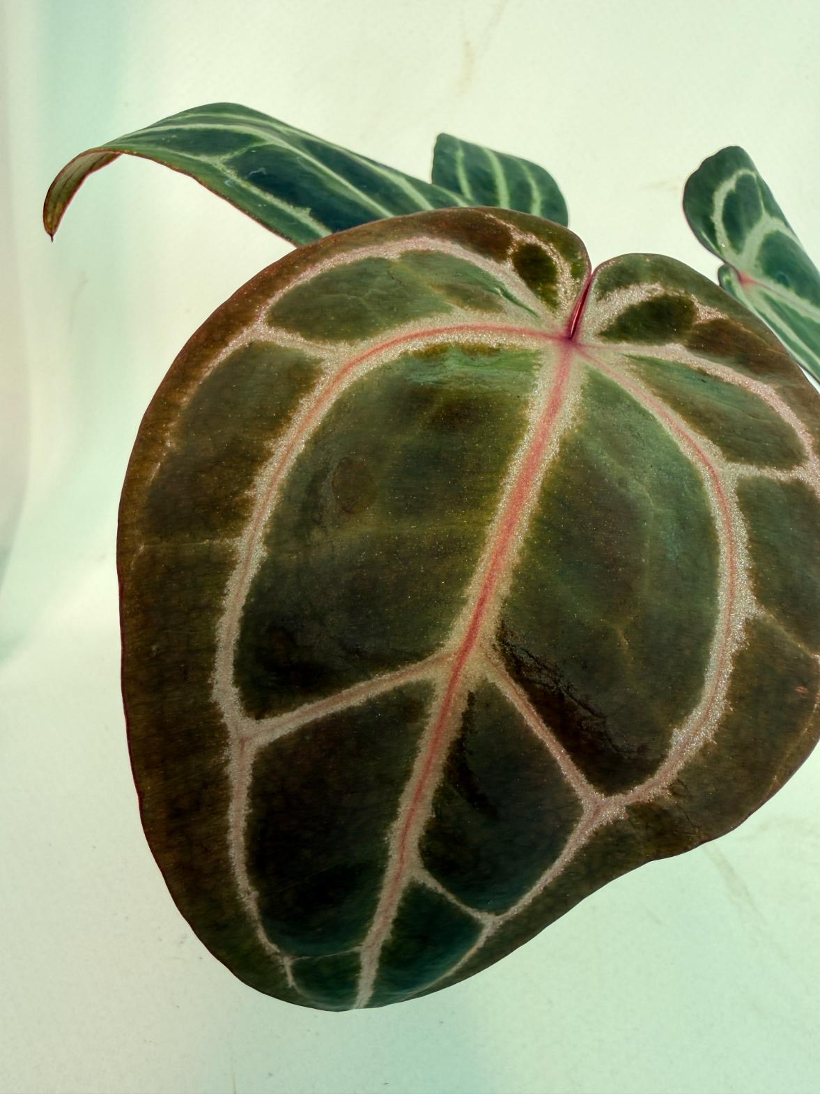 Anthurium Michelle 2