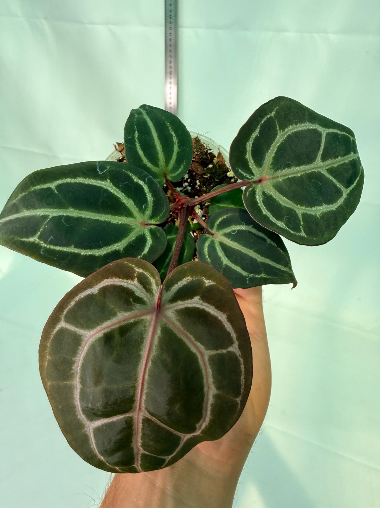 Anthurium Michelle | Welovetropicalplants