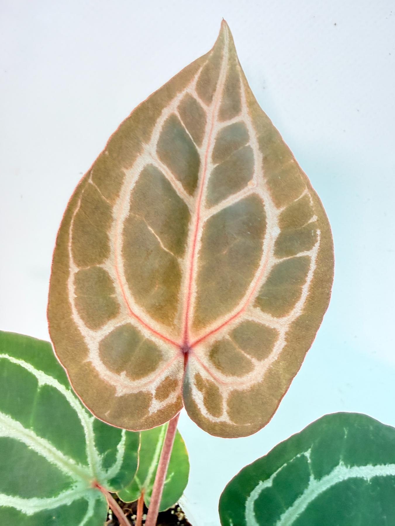 Anthurium Michelle 2