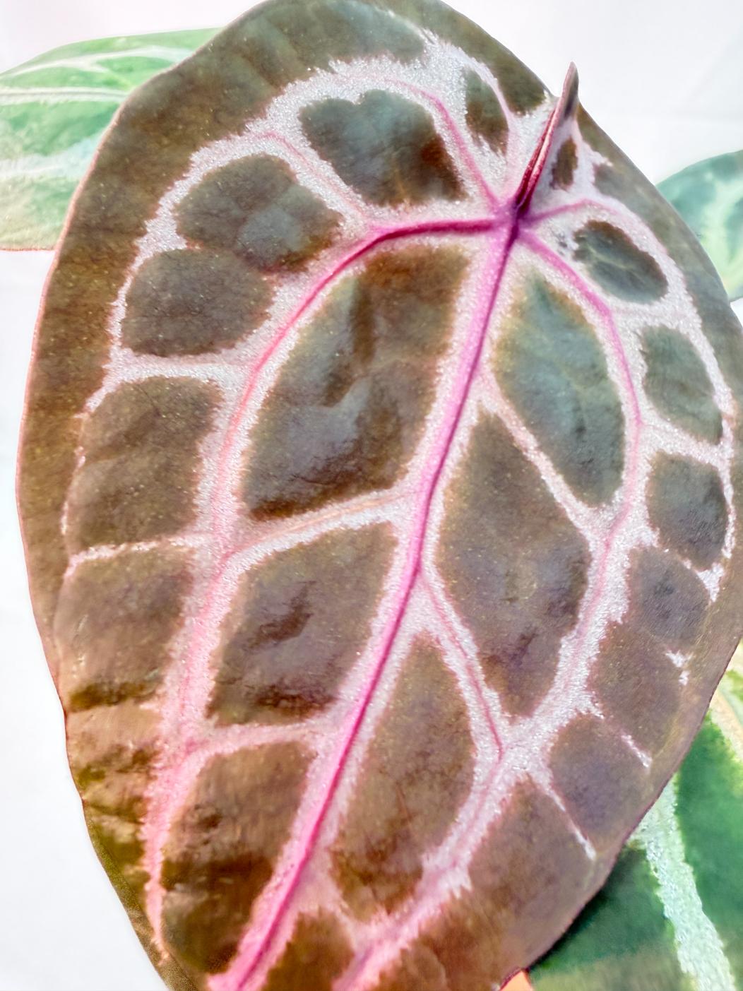 Anthurium Michelle 2
