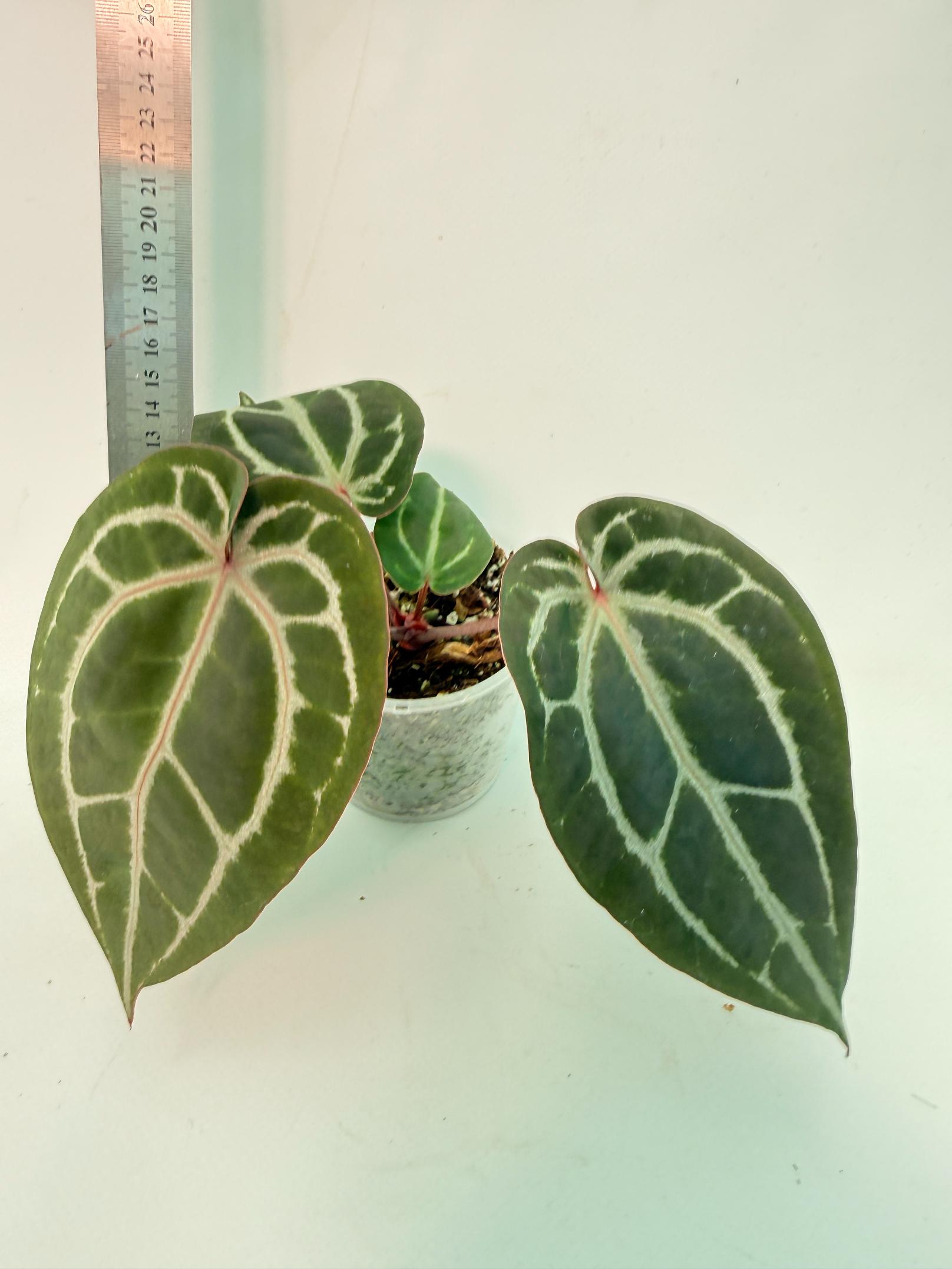 Anthurium Michelle 2