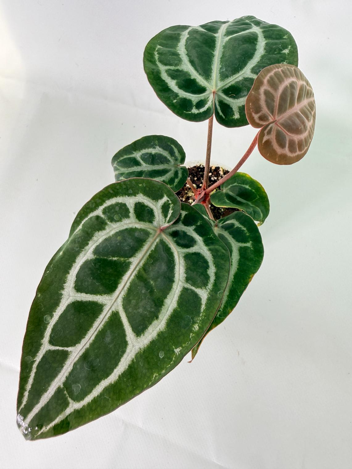 Anthurium Michelle 10
