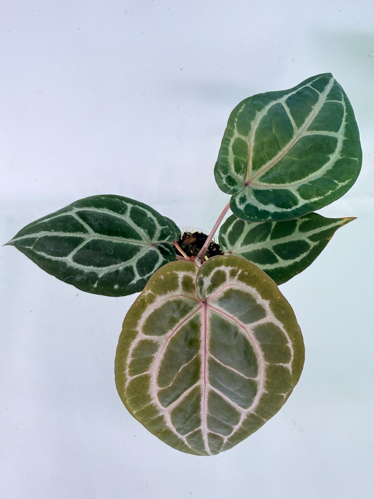 Anthurium Michelle 01
