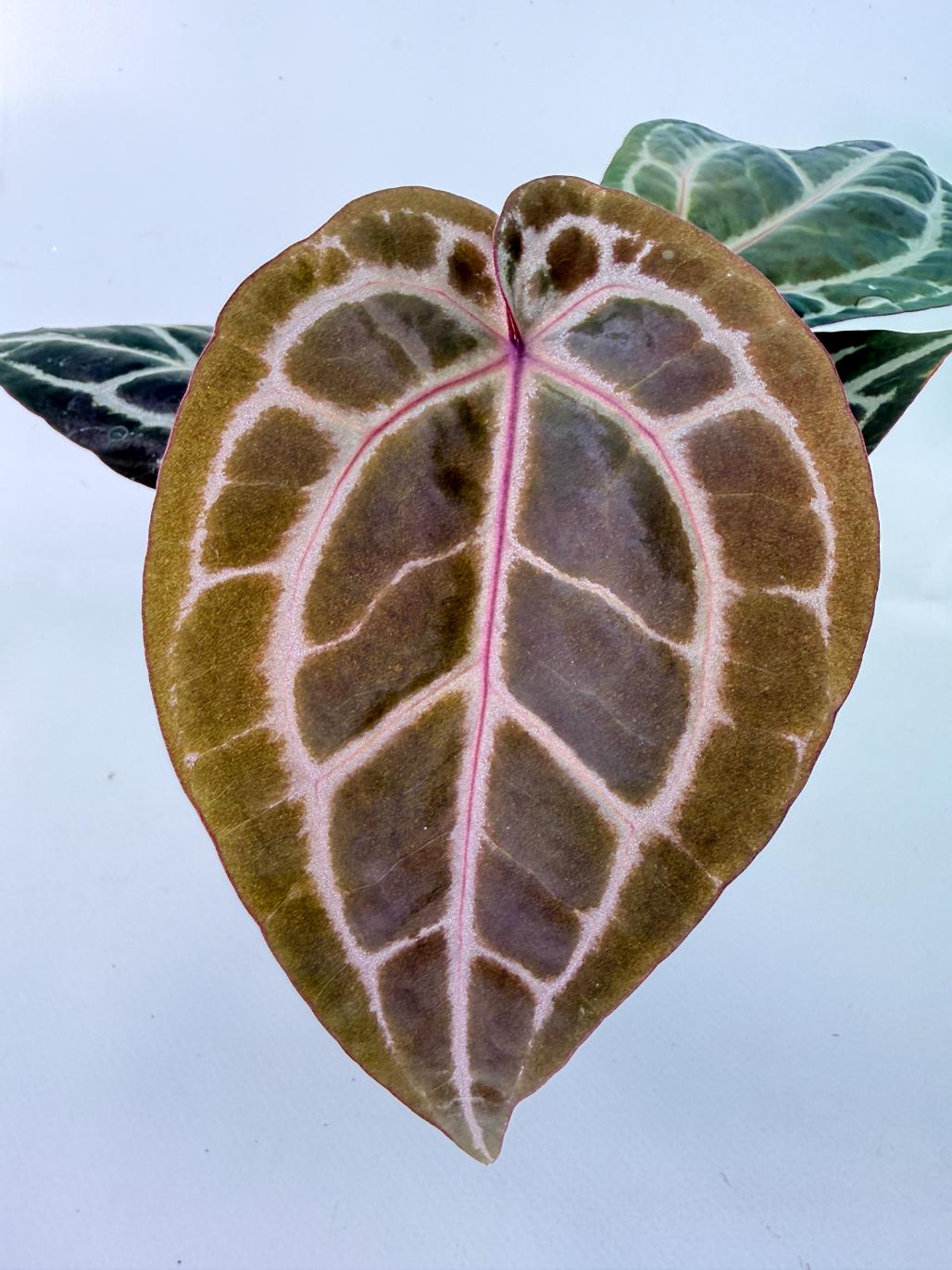Anthurium Michelle | Welovetropicalplants