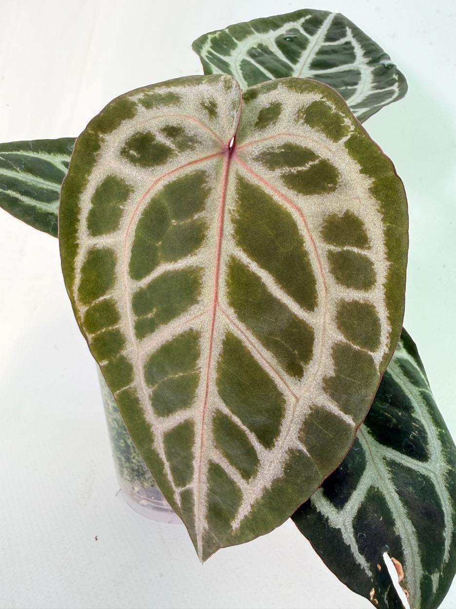 Anthurium Michelle | Welovetropicalplants