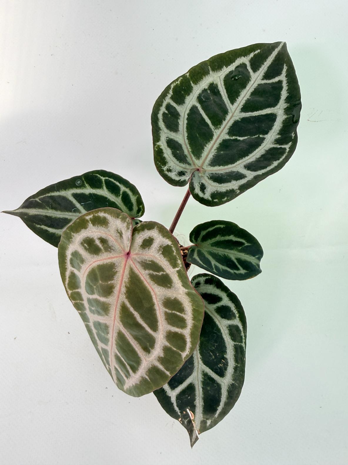 Anthurium Michelle 01