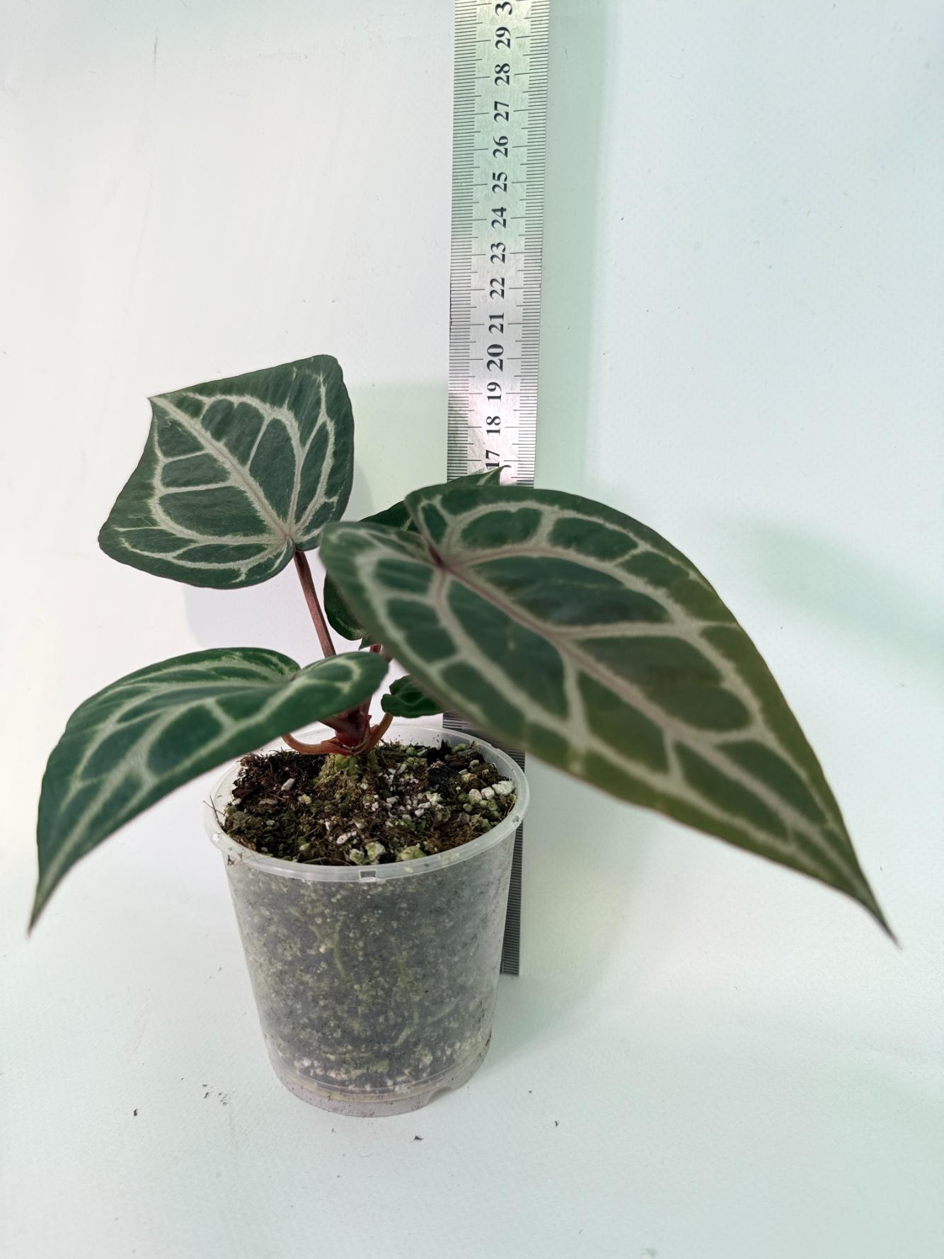 Anthurium Michelle 01