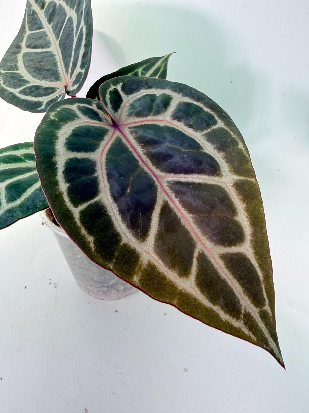 Anthurium Michelle | Welovetropicalplants
