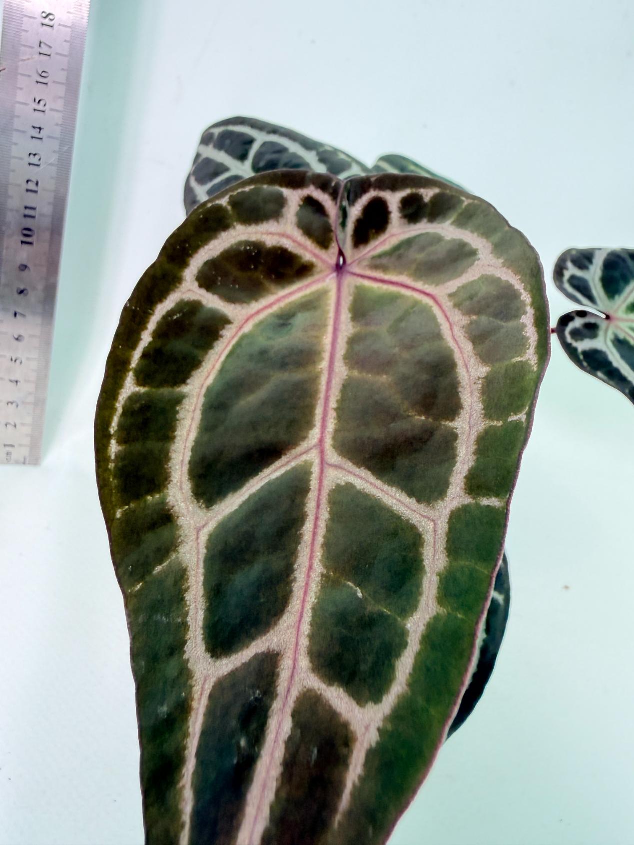 Anthurium Michelle 2