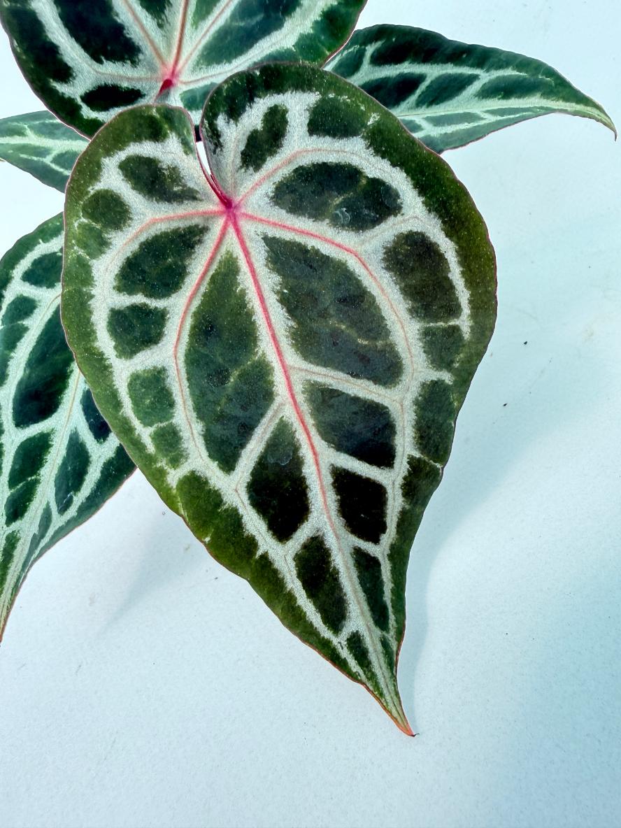 Anthurium Michelle 2