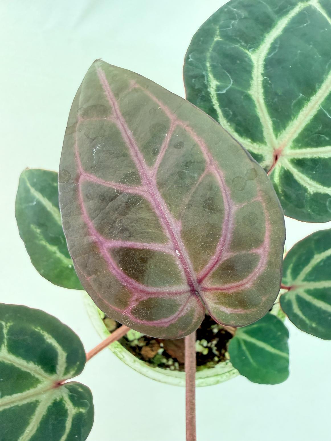 Anthurium Michelle 2