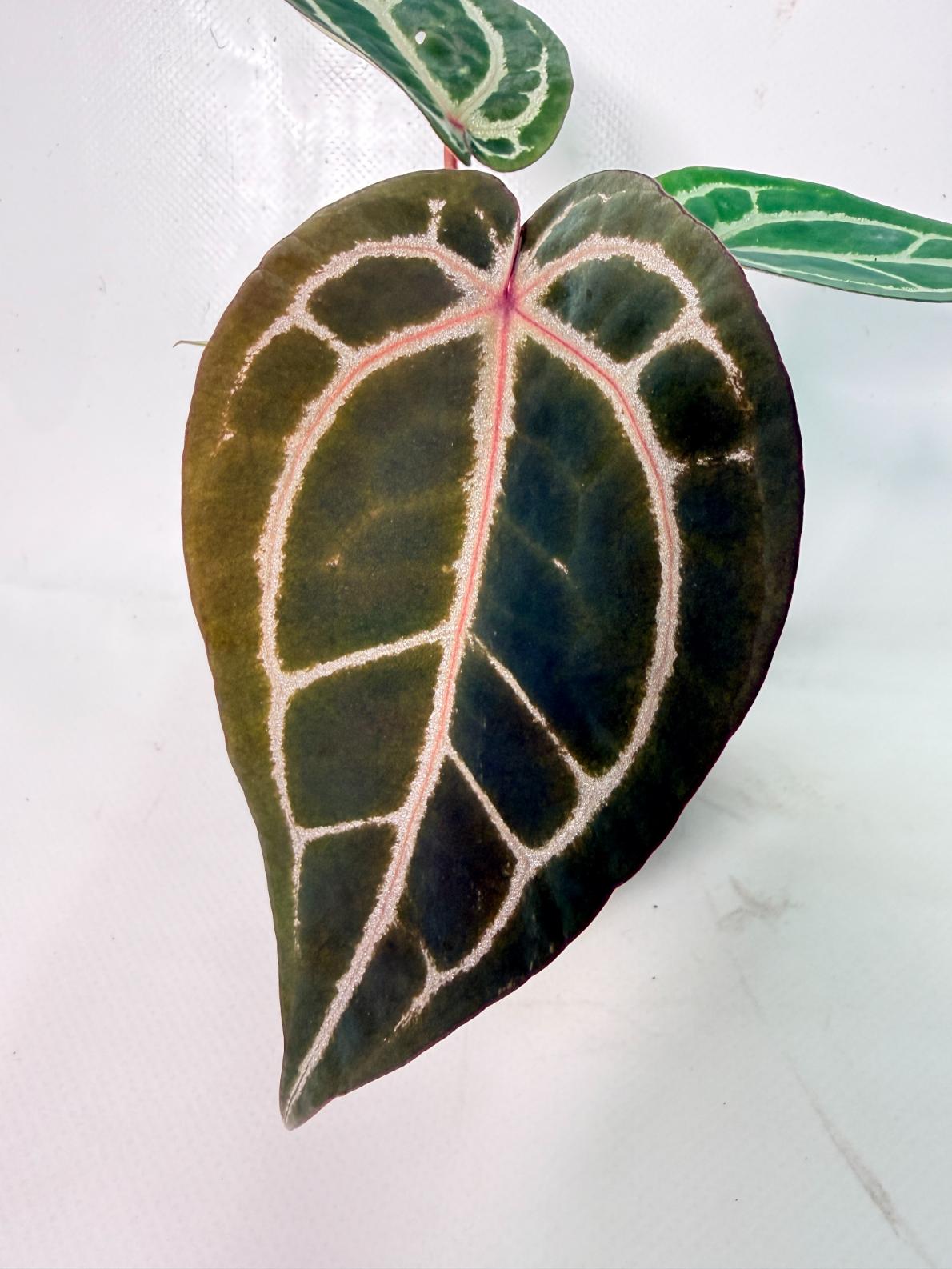 Anthurium Michelle 02