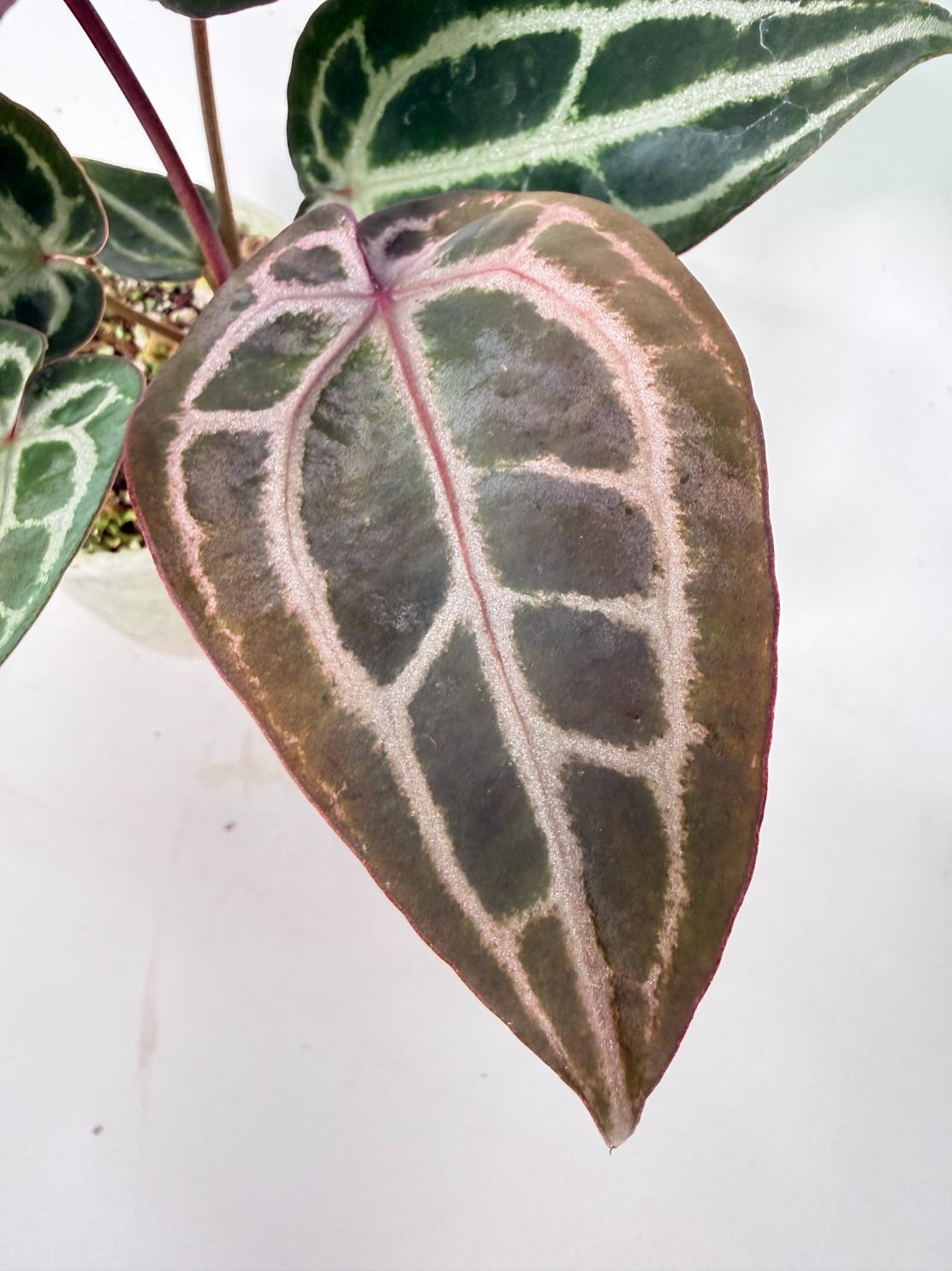 Anthurium Michelle 02