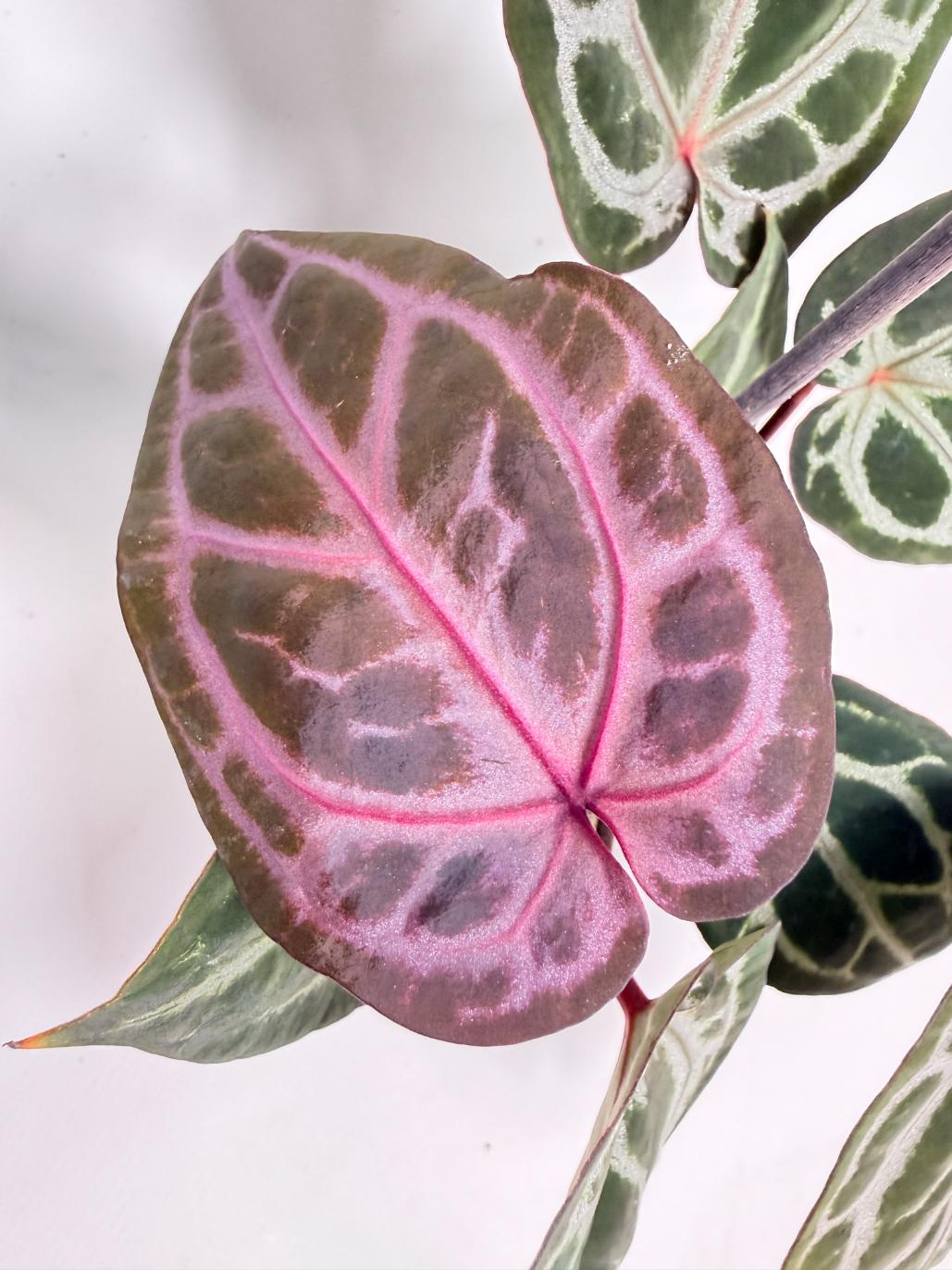 Anthurium Michelle 03