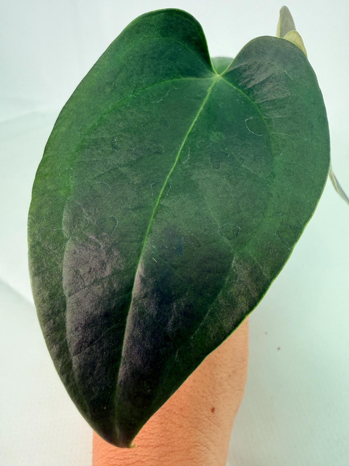 Anthurium napo 7